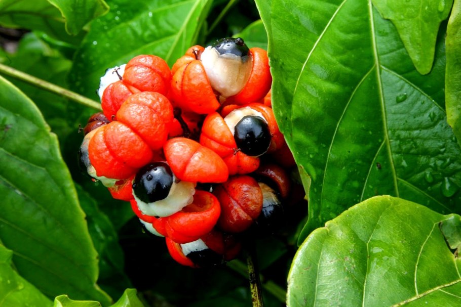 Каштан кавказский