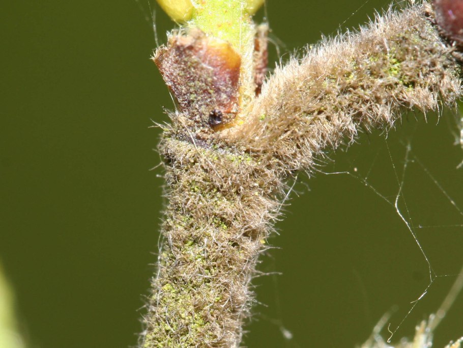 Ханкайский заповедник монгольский дуб