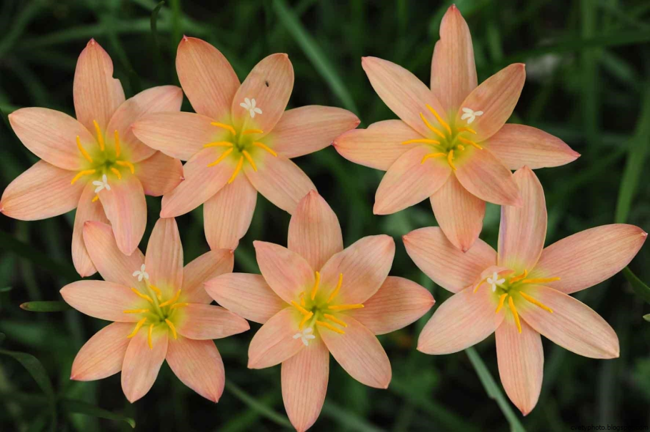 Зефирантес цветок