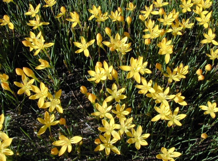 Цветок зефирантес