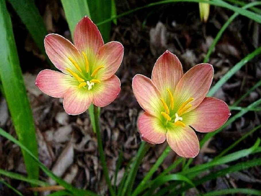 Зефирантес citrina