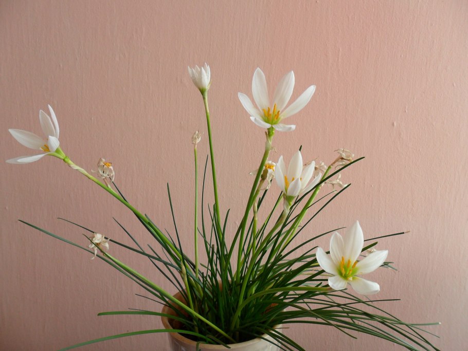 Зефирантес розовый выскочка