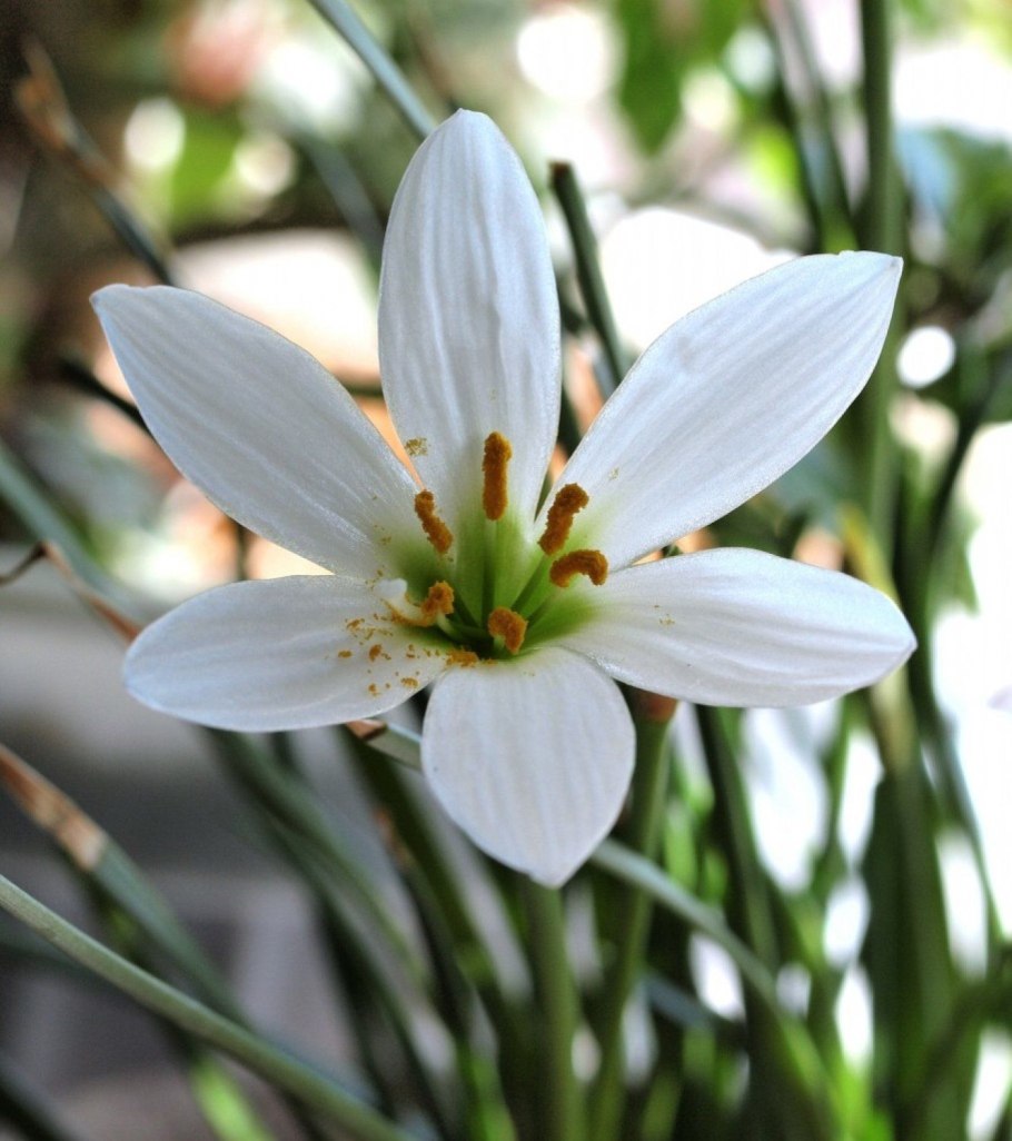 Зефирантес белый