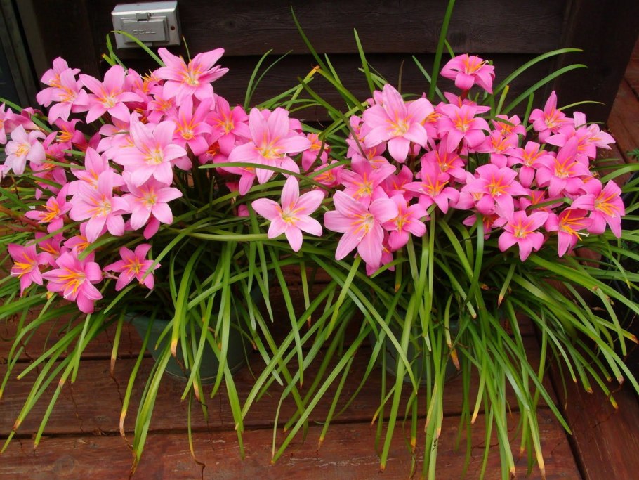 Зефирантес комнатный