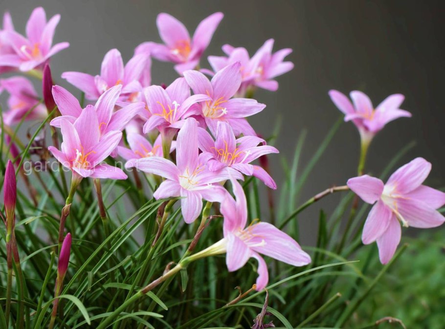 Зефирантес розовый