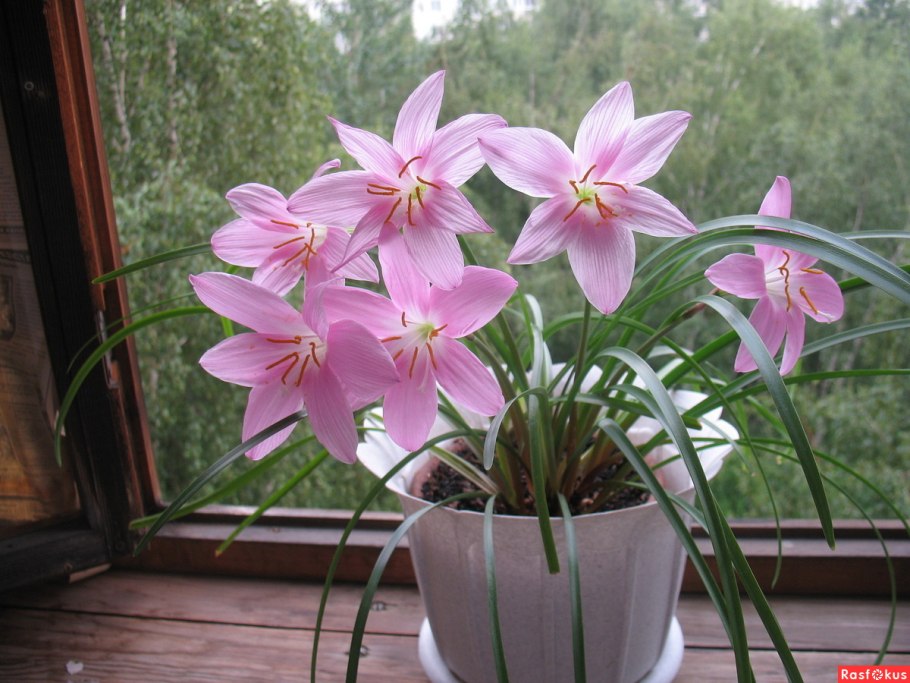 Зефирантес Робустус розовый