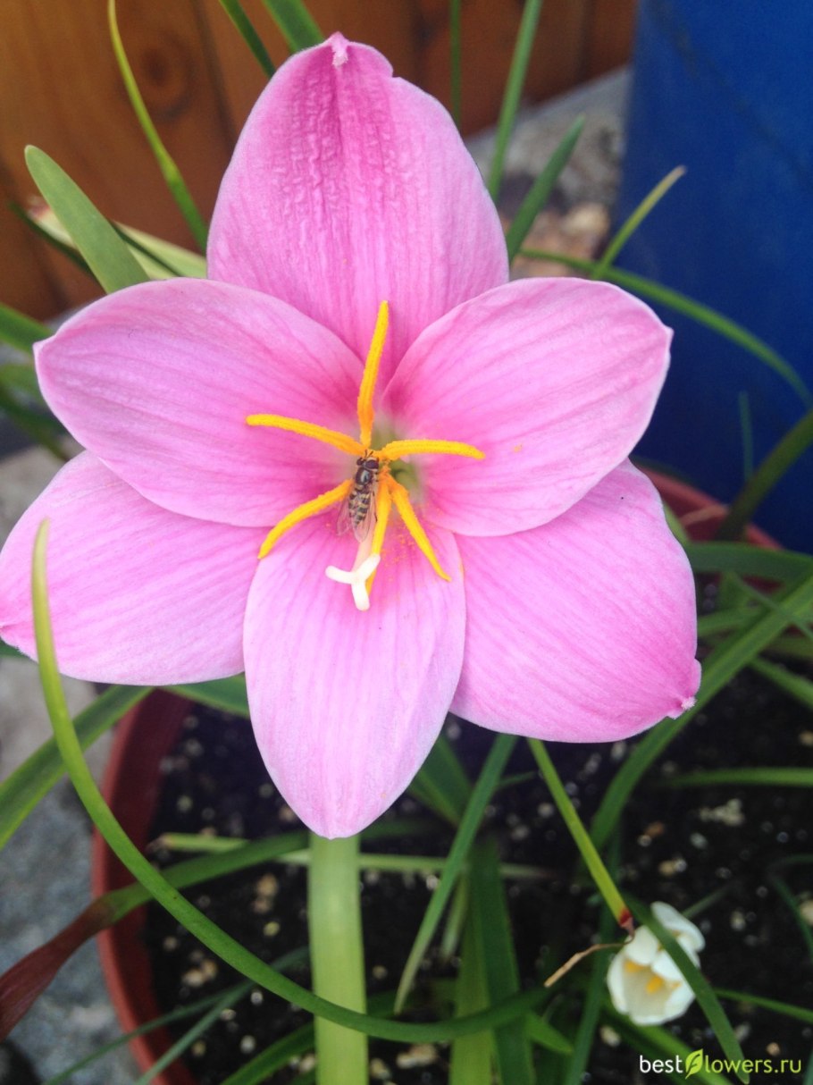 Зефирантес розовый выскочка