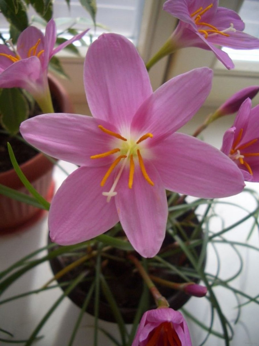 Зефирантес robustus