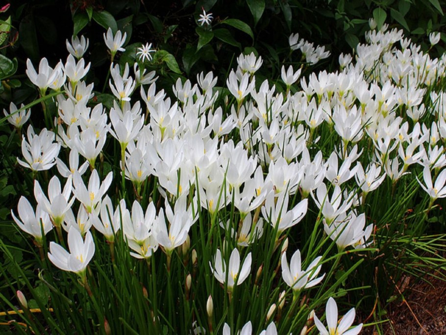 Комнатный Нарцисс зефирантес