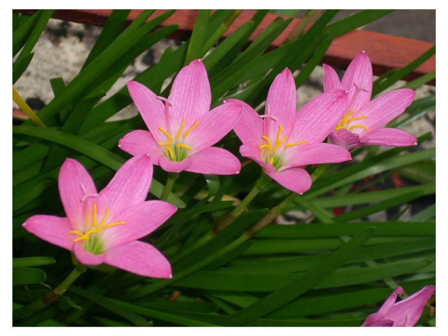 Зефирантес пинк