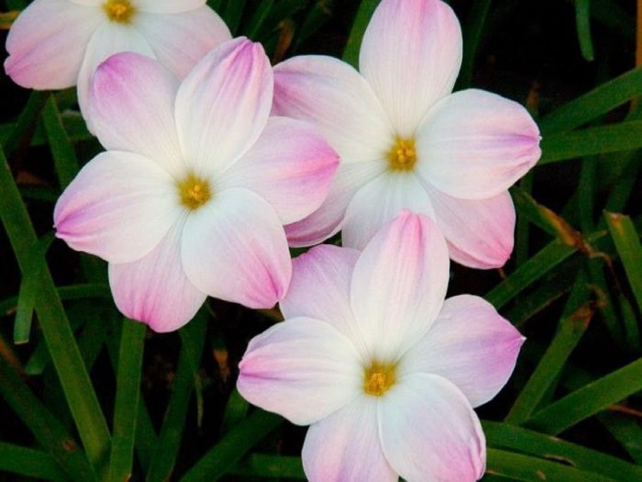 Зефирантес белоснежный