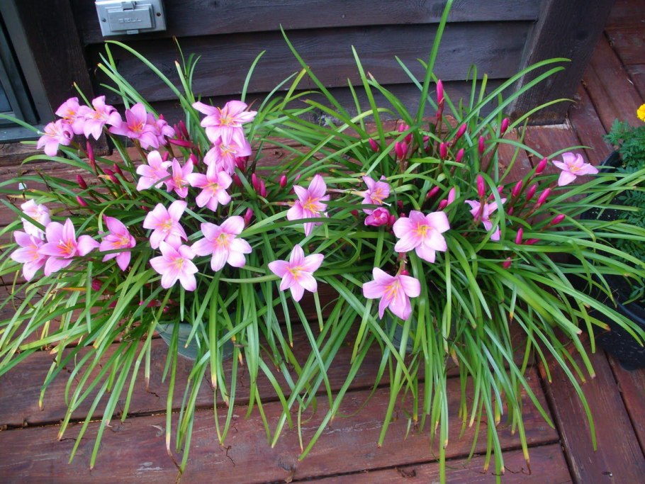 Зефирантес робустус