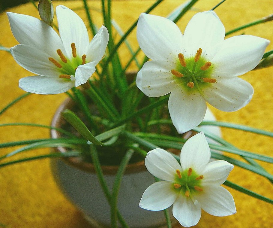 Цветок зефирантес