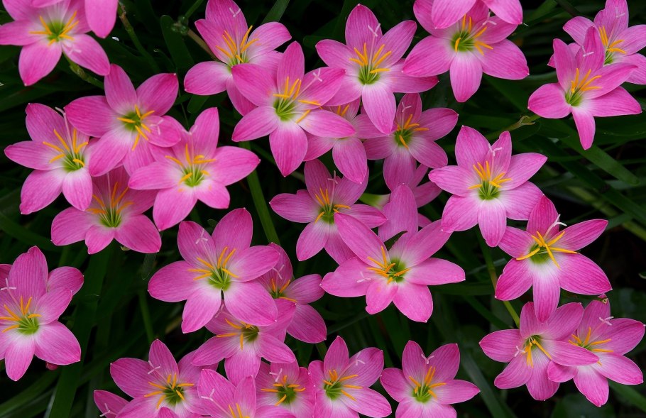 Зефирантес мощный пинк