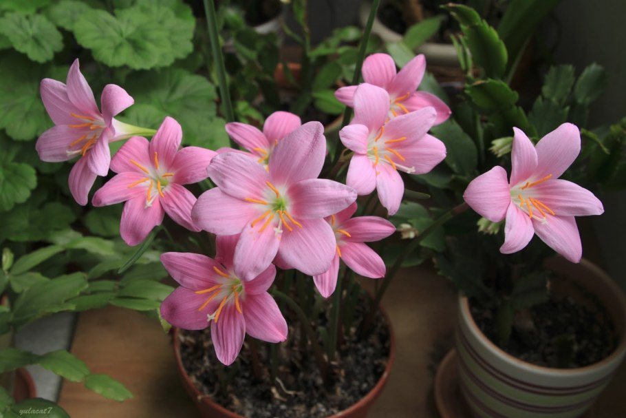 Зефирантес белый выскочка