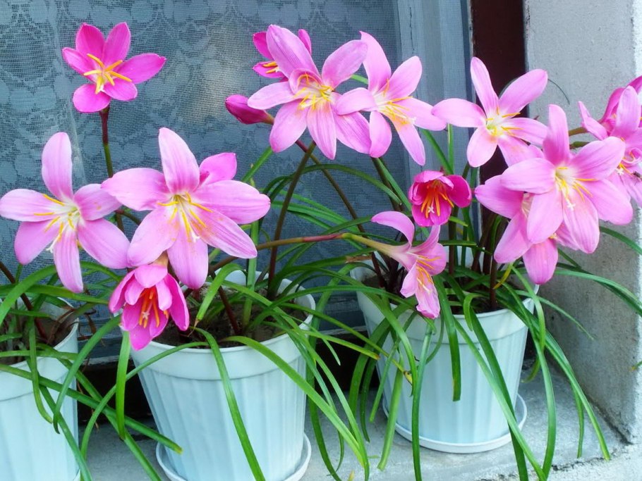 Зефирантес цветок