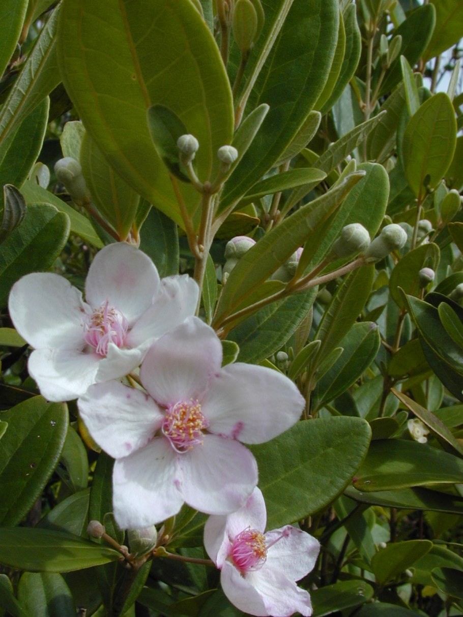 Rhaphiolepis umbellata