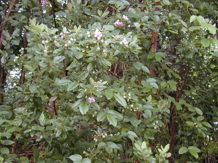 Weigela coraeensis