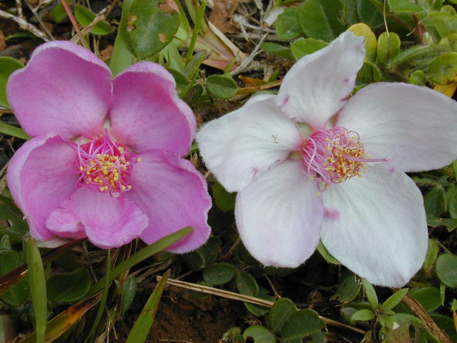 Rosa mutabilis