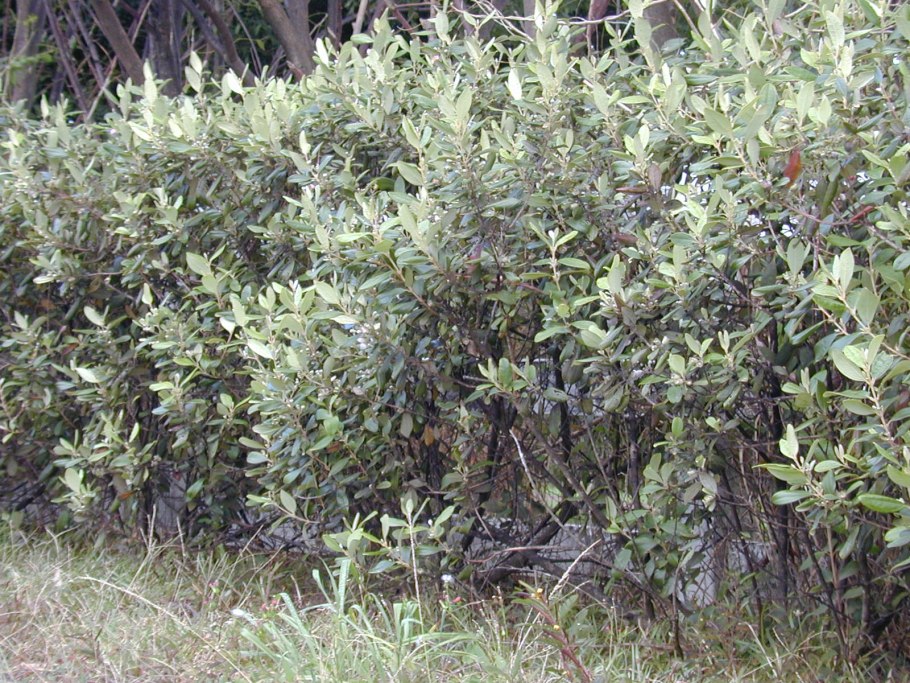 Melaleuca quinquenervia