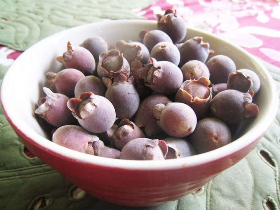 Семена родомирта