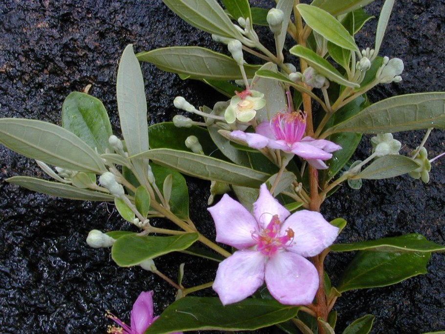 Родомиртус томентоза