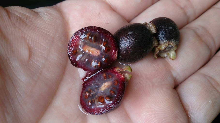 Мирт Пинк блоссом