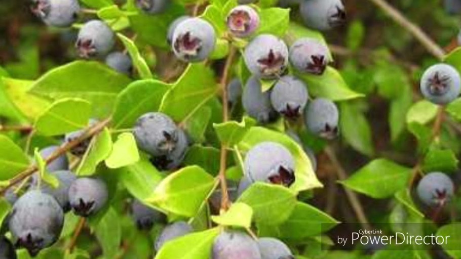 Мирт с розовыми цветами