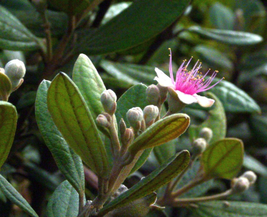 Фейхоа селлова куст