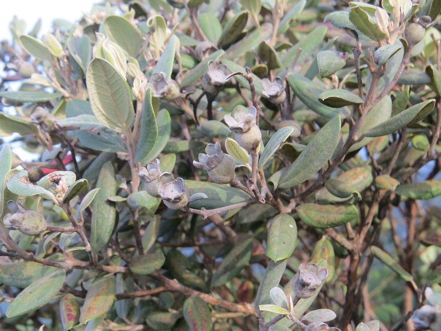 Microgramma vacciniifolia