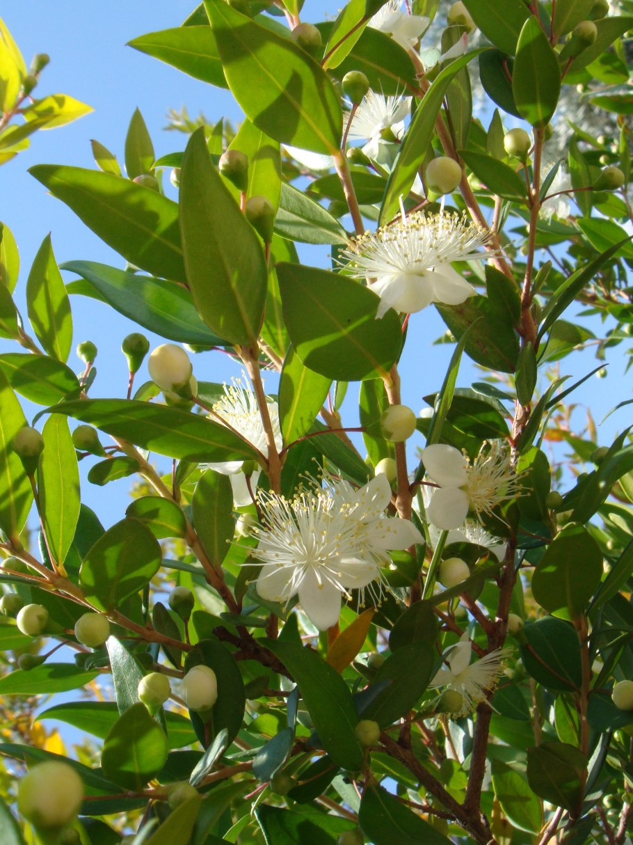 Мирт с розовыми цветами