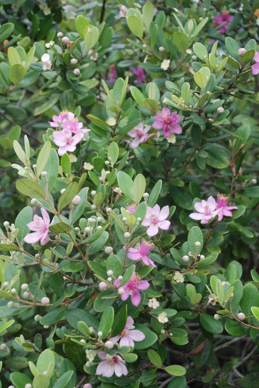 Родомирт крупнолистный