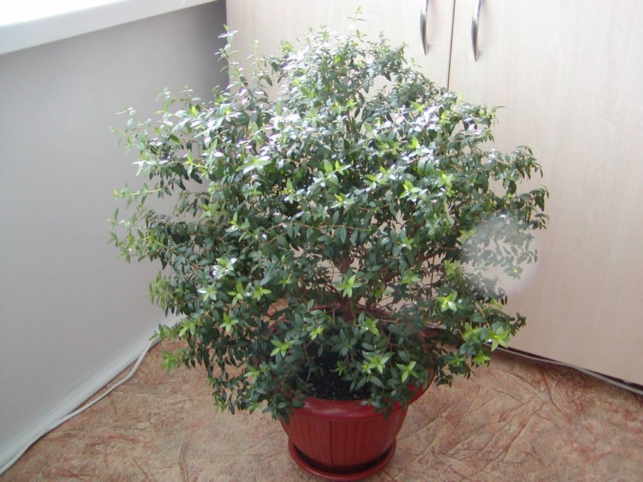 Weinmannia tomentosa