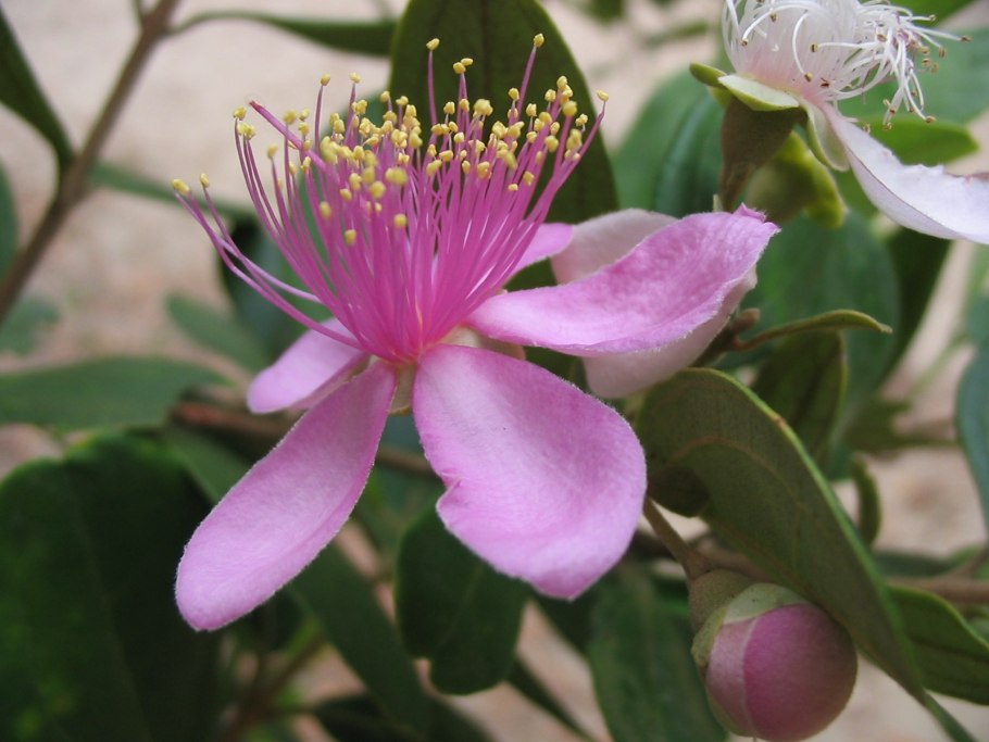 Паувлониа томентоза