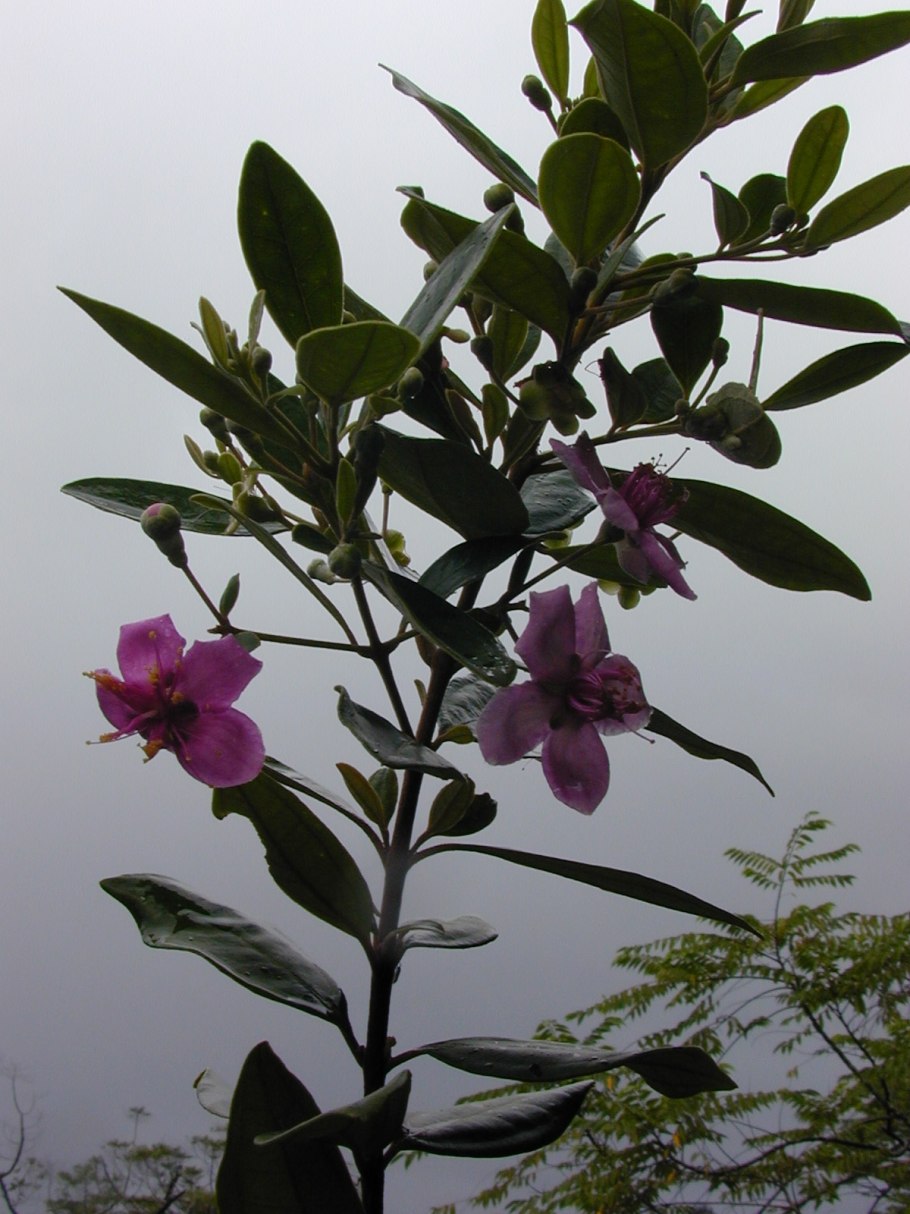 Креп Миртл бонсай