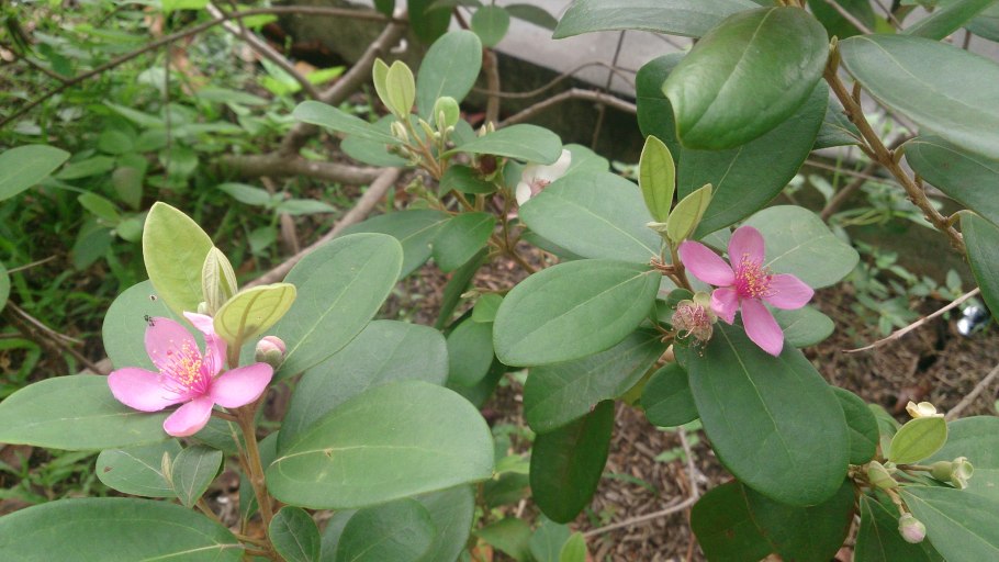 Шиповник войлочный Rosa tomentosa