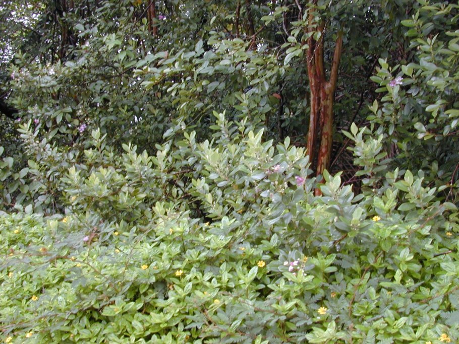 Родомирт синий