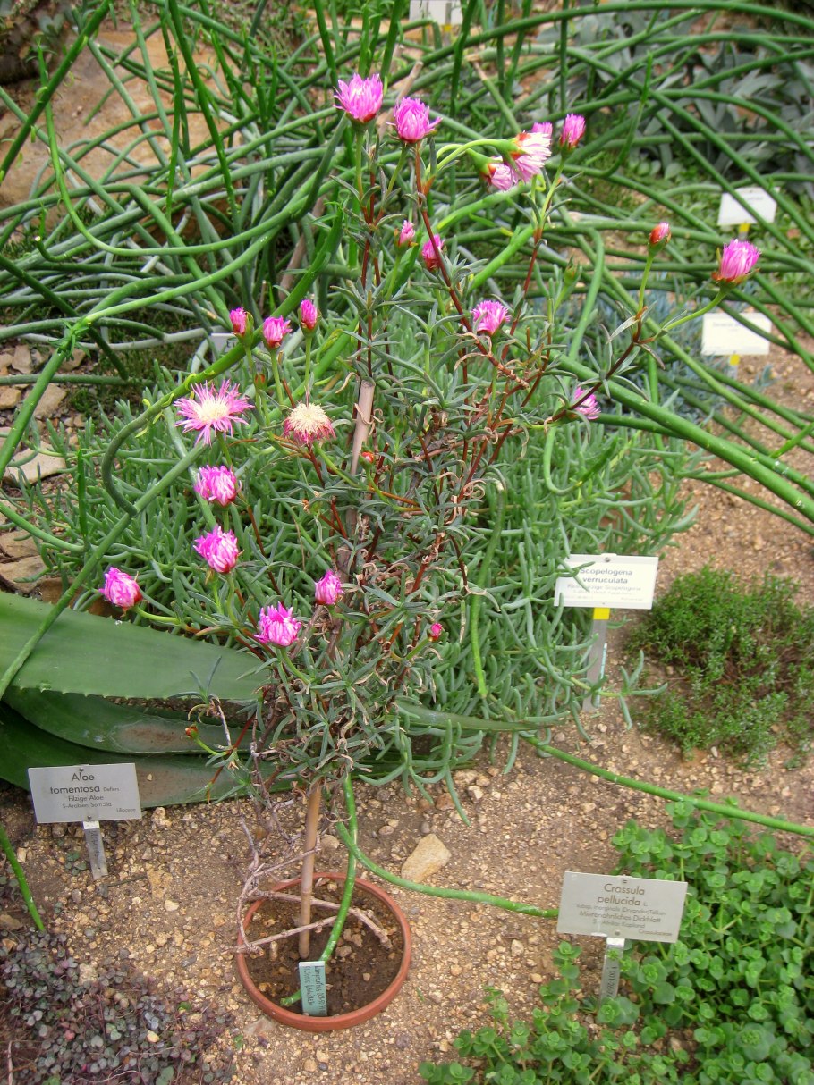 Lampranthus roseus