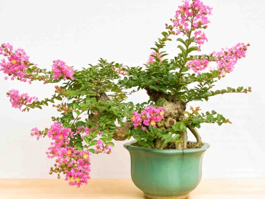 Лагерстремия индийская бонсай