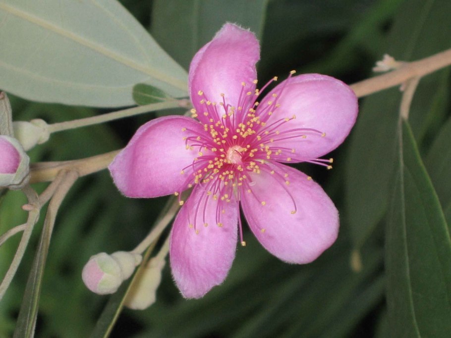 Rhodomyrtus macrocarpa
