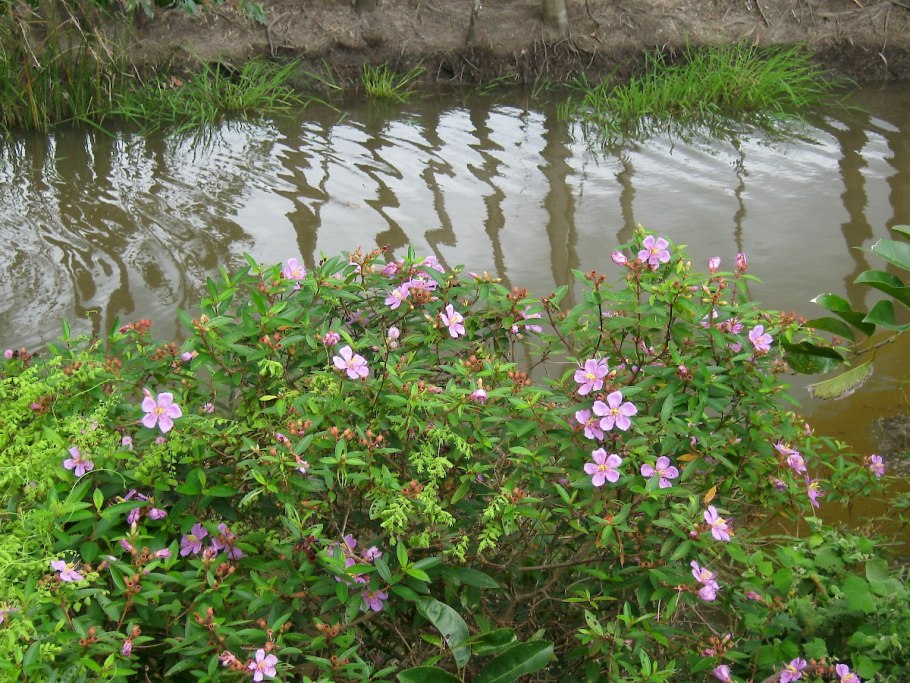 Креп Миртл цветы