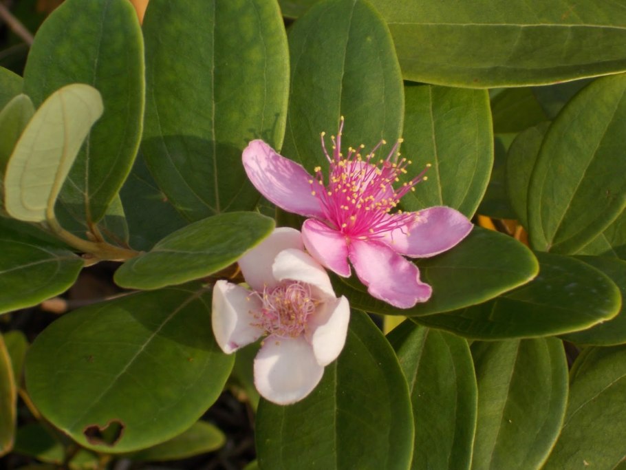 Родомирт растение