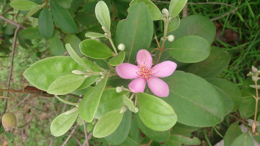 Rhodomyrtus tomentosa плоды