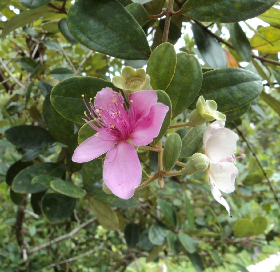 Pereskia grandifolia