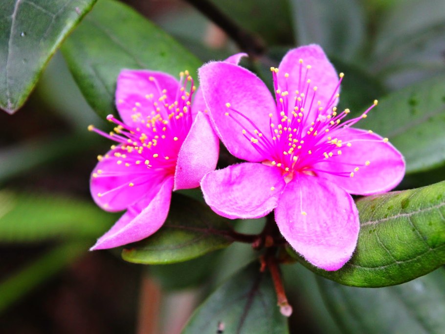 Цветок азалии