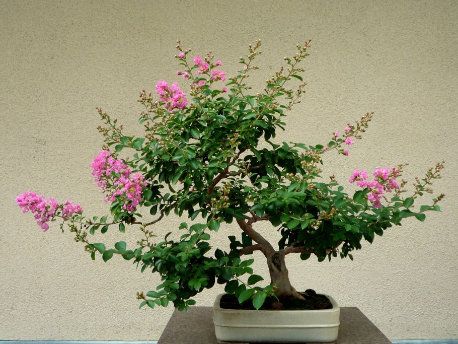 Лагерстремия индийская бонсай