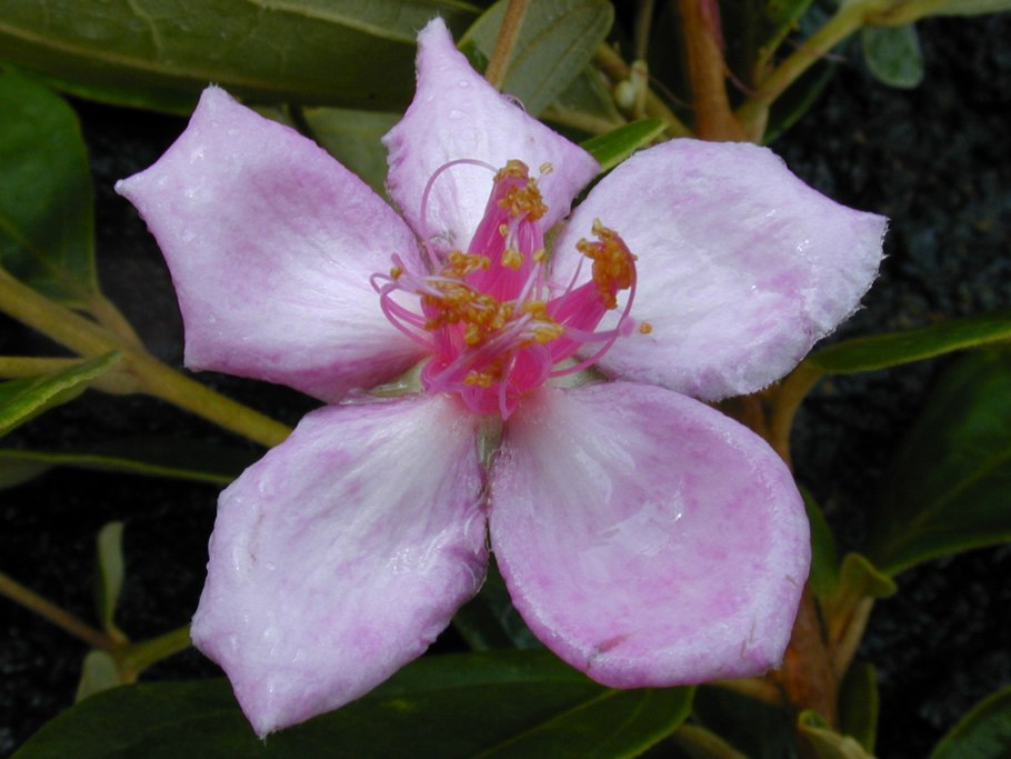 Melastoma malabathricum