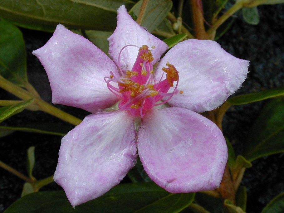 Melastoma malabathricum