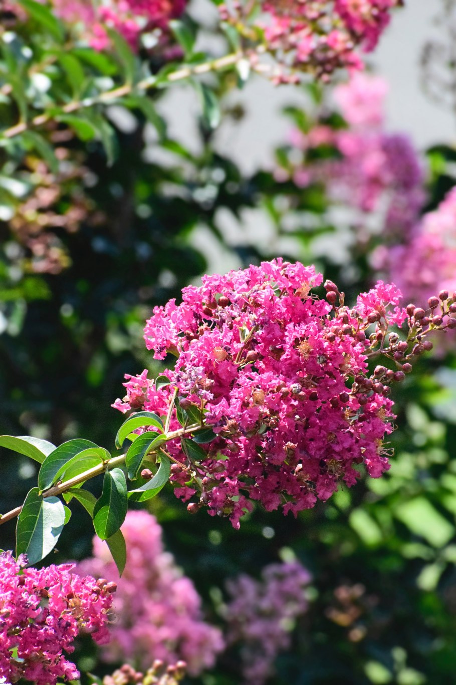 Мирт с синими ягодами