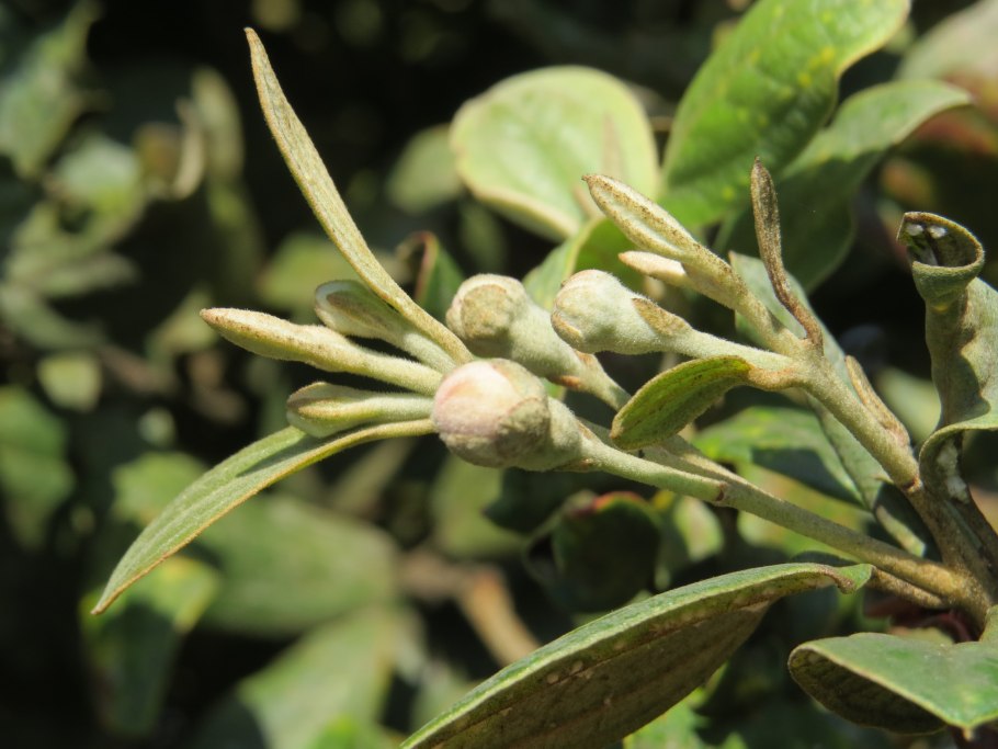 Pittosporum crassifolium